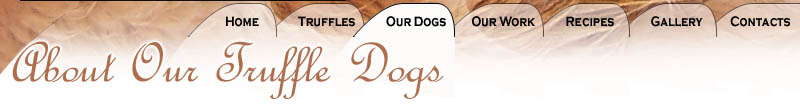 About our Truffle Dogs