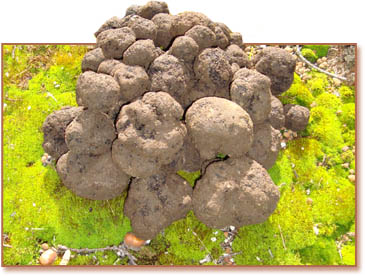 A quiet mornings truffle haul.