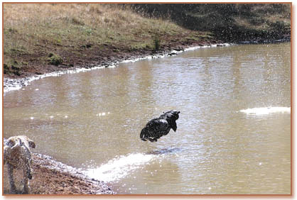 A quick dip in the dam helps with bio-security, and the dogs love it!